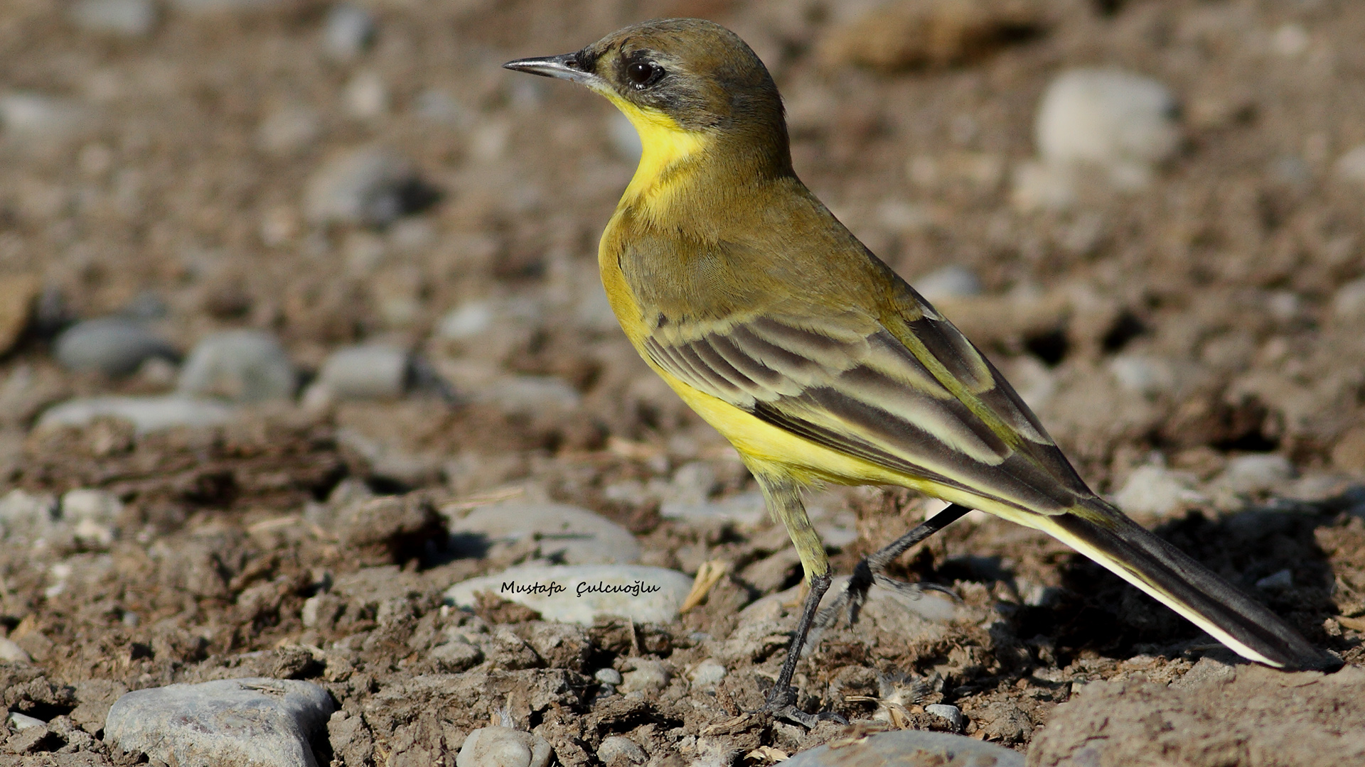 Western Yellow Wagtail